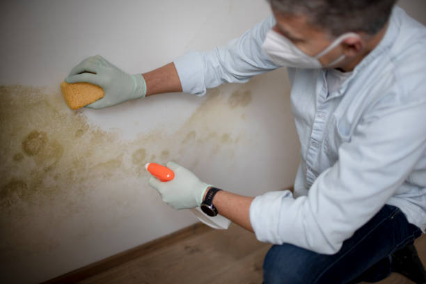 Best Attic Mold Removal  in Xtang, PA