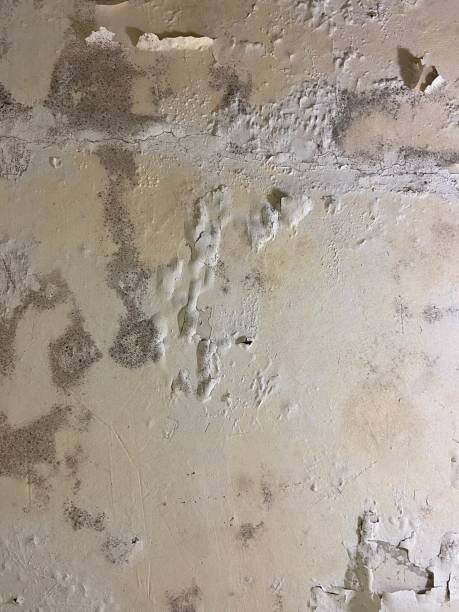 Mold Removal Process in Paxtang, PA