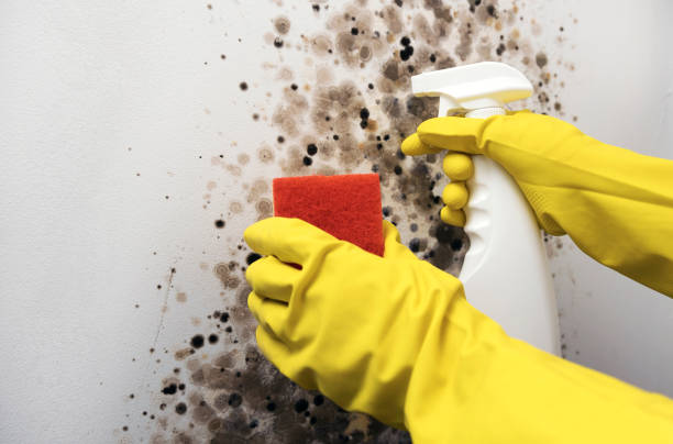 Best Mold Removal Process  in Xtang, PA